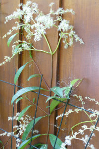 Hydrangea (Pileostegia) viburnoides    